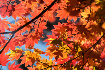 maple tree with colorful autumn leaves