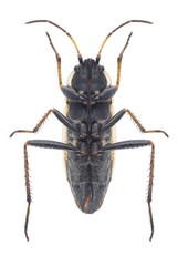 Bug Xanthochilus quadratus (underside)