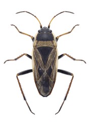 Bug Xanthochilus quadratus