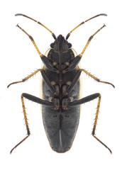Bug Xanthochilus quadratus (underside)