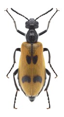 Beetle Lydus trimaculatus