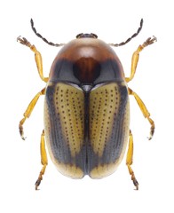 Beetle Cryptocephalus connexus