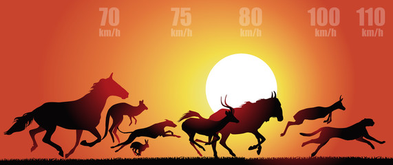 Animaux vitesse © pict rider