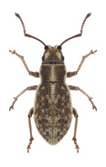 Beetle Ptochus porcellus