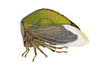 Cicada Stictocephala bisonia