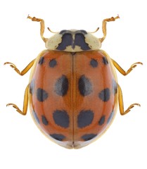 Obraz premium Beetle Harmonia axyridis