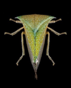 Cicada Stictocephala bisonia