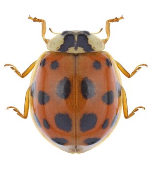 Beetle Harmonia Axyridis