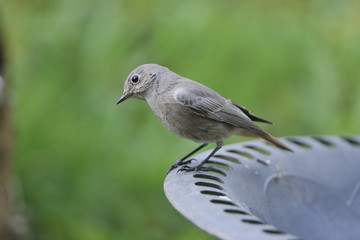 Junger weiblicher Hausrotschwanz