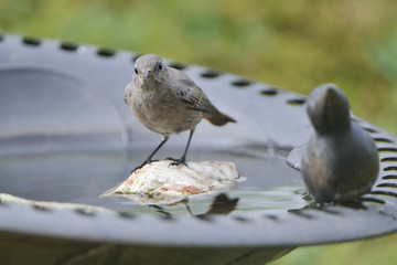 Junger weiblicher Hausrotschwanz