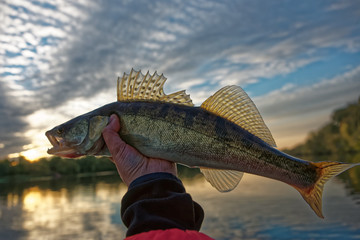 Walleye in fisherman's hand, HDR toned