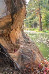 Tree trunk gnawed by beavers