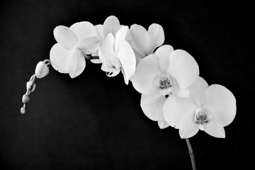Phalaenopsis aphrodite orchid, in black and white