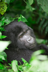 Mountain gorilla