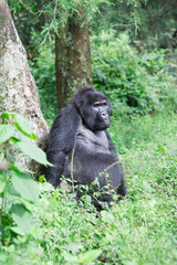 Mountain gorilla
