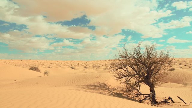 Sahara Landscape, Dunes, Wind and a Withered Tree