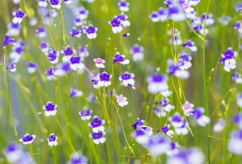 wild flower field with soft light effect added