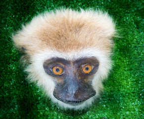 monkey face, the mammal primate in exhibition