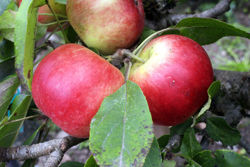 Apple (Malus domestica) 'Scrumtious' red and ripe, in an orchard, ready to pick and harvest