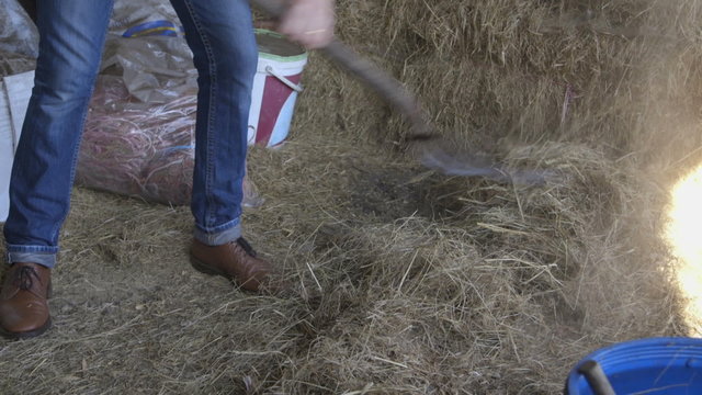 Mature man shovelling straw in a barn. 