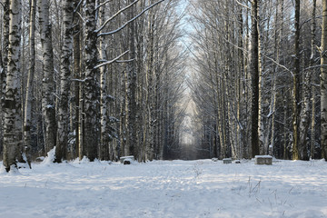 Winter tree forest