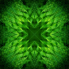 Decorative pattern, interlaced lines, the combination of fragments of images of fern.