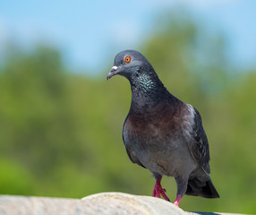 pigeon bird in nature on blur of water