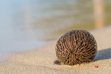 Depth Of Field Coconut ball on The beach