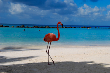 Flamingos on the Beach/ Flamingos debout près de la mer sur une plage à Aruba.