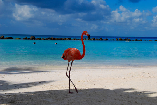 Fototapeta Flamingos on the Beach/ Flamingos standing close to the sea on a beach in Aruba.