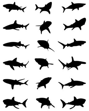 Black silhouettes of sharks, vector