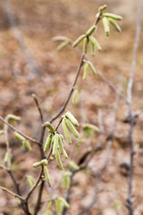 Male catkins of hazelnut tree 2