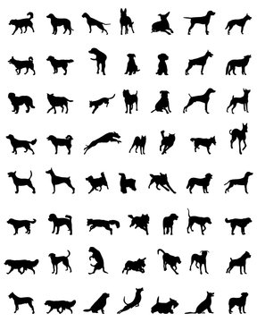 Different black silhouettes of dogs, vector