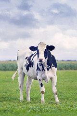 Cute Holstein-Frisian calf in a green Dutch meadow with a corn field on the background.