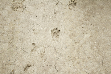 Dog footprints land