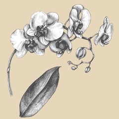 Branch of orchid with leaf. - obrazy, fototapety, plakaty