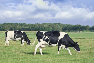 Naklejka na ściany i meble Grazing Holstein-Frisian cows walk in a green Dutch meadow, blue sky and clouds.