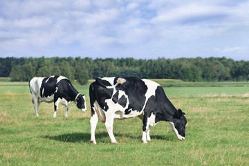 Grazing Holstein-Frisian cows in a green Dutch meadow, forest, blue sky and clouds.