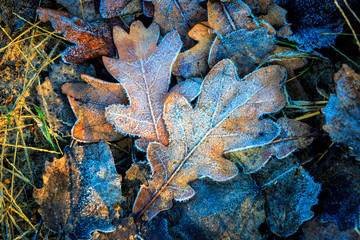 oaks leafs and first frost