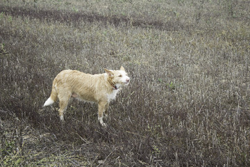 Obraz premium Dog arid forest