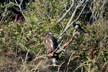 Junger Seeadler mit Elster