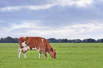 Fototapeta na wymiar Red Frisian-Holstein cow grazing in a green meadow at twilight.