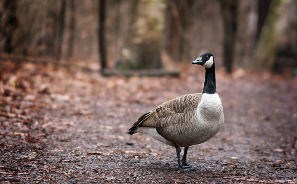 A goose in the woods