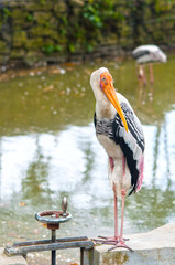 Painted Stork Bird (Mycteria leucocephala) in the wild