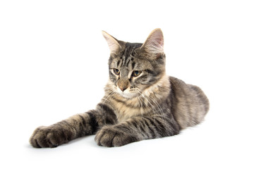 cute tabby kitten on white