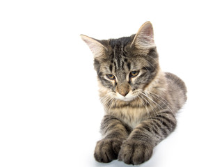 Obraz premium cute tabby kitten on white