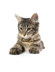 Obraz premium cute tabby kitten on white