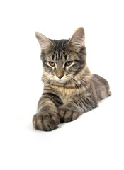 Obraz premium cute tabby kitten on white