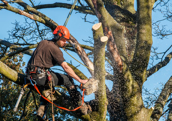 Tree surgeon hanging from ropes in the crown of a tree using a chainsaw.  Motion blur of wood...