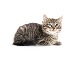 Obraz premium Cute tabby kitten on white